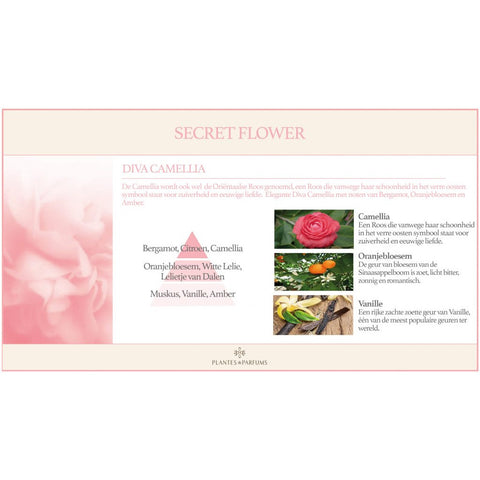 Diva Camellia Natuurlijke Bloem Geurstok Bloemige Geur
